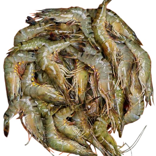 Bagda Chingri -1kg